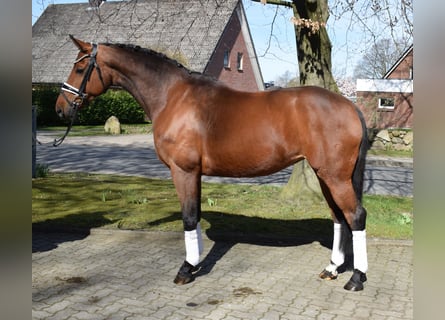 Oldenburg, Giumenta, 9 Anni, 162 cm, Baio