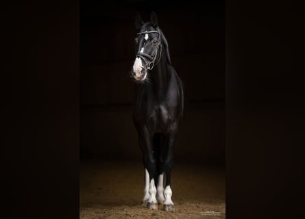 Oldenburg, Giumenta, 9 Anni, 165 cm, Morello