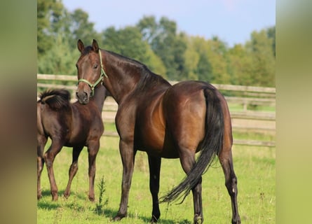 Oldenburg, Giumenta, 9 Anni, 166 cm, Baio scuro