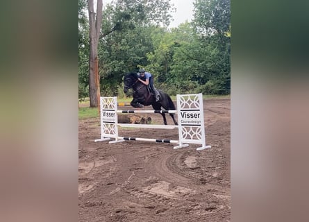 Oldenburg, Giumenta, 9 Anni, 167 cm, Morello