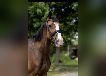 Oldenburg, Giumenta, 9 Anni, 170 cm, Baio