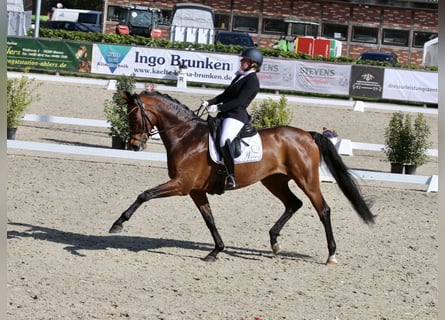 Oldenburg, Giumenta, 9 Anni, 171 cm, Baio scuro