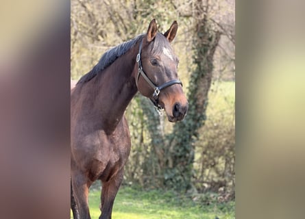 Oldenburg, Giumenta, 9 Anni, 172 cm, Baio