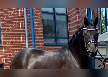 Oldenburg, Giumenta, 9 Anni, 172 cm, Morello