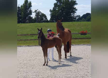 Oldenburg, Giumenta, 9 Anni, 172 cm, Sauro