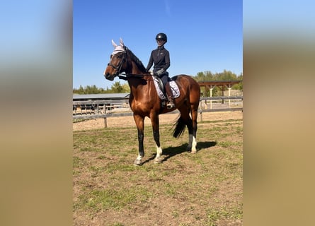 Oldenburg, Giumenta, 9 Anni, 173 cm, Baio scuro