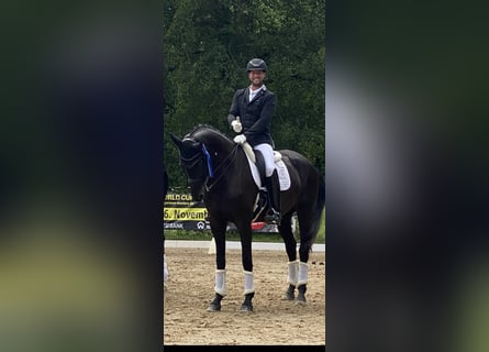 Oldenburg, Giumenta, 9 Anni, 174 cm, Morello