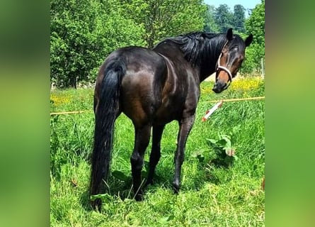 Oldenburg, Giumenta, 9 Anni, 176 cm, Baio scuro