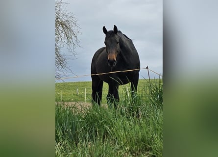 Oldenburg, Giumenta, 9 Anni, 176 cm, Baio scuro