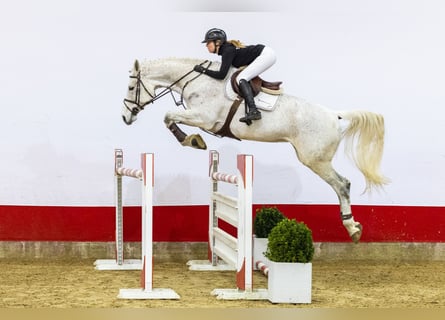 Oldenburg, Giumenta, 9 Anni, 179 cm, Grigio
