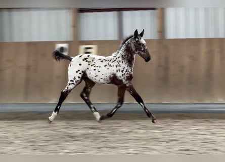 Oldenburg, Giumenta, Puledri (06/2024), 166 cm, Leopard