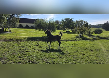 Oldenburg, Giumenta, Puledri (05/2026), Baio