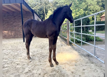 Oldenburg, Giumenta, Puledri (05/2026), Morello