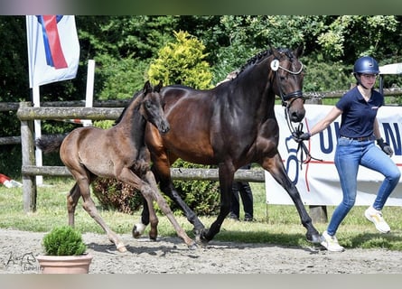 Oldenburg, Giumenta, Puledri
 (03/2024), Morello