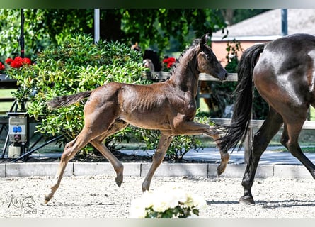 Oldenburg, Giumenta, Puledri (05/2025), Morello