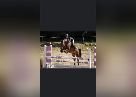 Oldenburg-International (OS), Gelding, 12 years, 16,2 hh, Brown