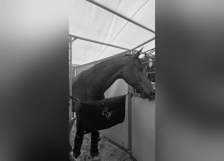 Oldenburg-International (OS), Gelding, 15 years, 16,2 hh, Brown