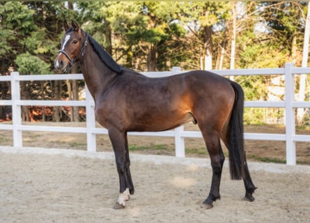 Oldenburg-International (OS), Gelding, 3 years, 16,1 hh, Brown