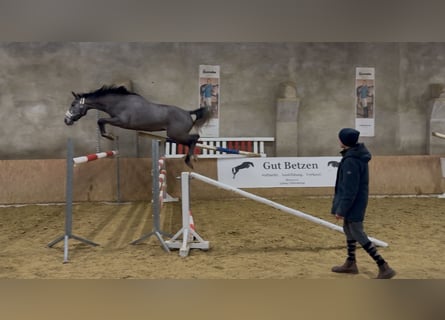 Oldenburg-International (OS), Gelding, 3 years, 16,1 hh, Gray