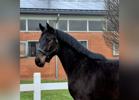 Oldenburg-International (OS), Gelding, 3 years, Smoky-Black