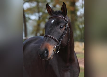 Oldenburg-International (OS), Gelding, 4 years, 16,1 hh, Brown