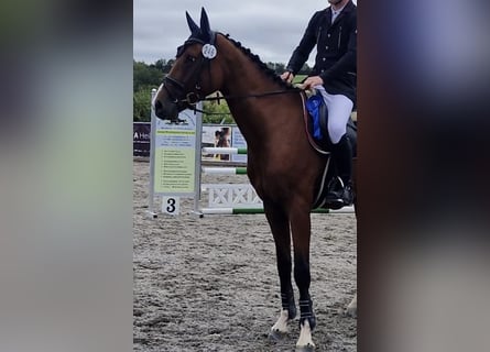 Oldenburg-International (OS), Gelding, 4 years, 16,1 hh, Brown