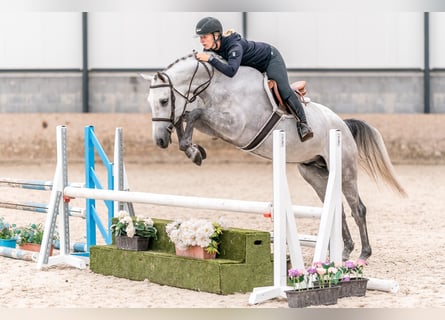 Oldenburg-International (OS), Gelding, 4 years, 16,1 hh, Gray