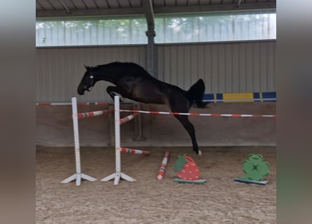 Oldenburg-International (OS), Gelding, 4 years, 16.1 hh, Smoky-Black