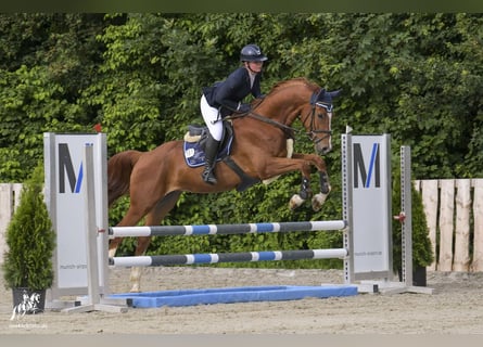 Oldenburg-International (OS), Gelding, 4 years, 16 hh, Chestnut-Red