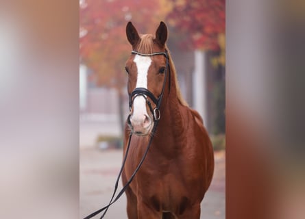 Oldenburg-International (OS), Gelding, 4 years, Chestnut-Red