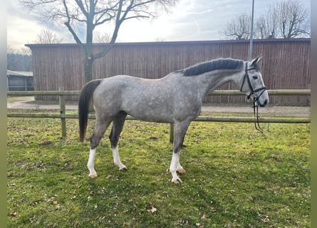 Oldenburg-International (OS), Gelding, 5 years, 16,1 hh, Gray