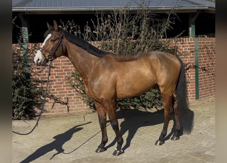 Oldenburg-International (OS), Gelding, 6 years, 15,3 hh, Brown