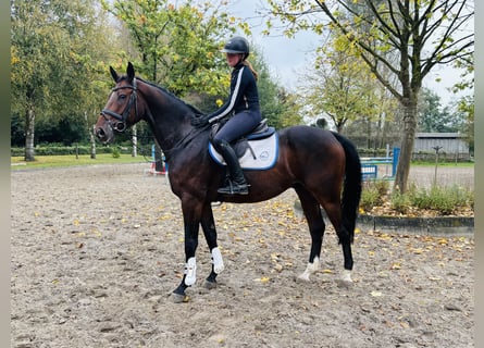 Oldenburger Springpferd, Wallach, 7 Jahre, 16,1 hh, Dunkelbrauner