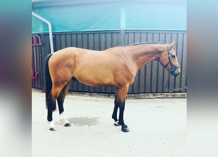 Oldenburg-International (OS), Gelding, 7 years, 16.3 hh, Bay-Dark