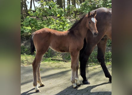 Oldenburg-International (OS), Hingst, Föl (04/2024), 170 cm, Mörkbrun