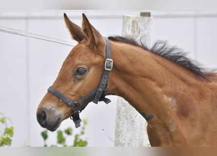 Oldenburg-International (OS), Hingst, Föl (05/2024), 172 cm, Brun