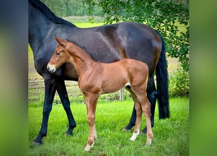 Oldenburg-International (OS), Hingst, Föl (05/2024), Brun