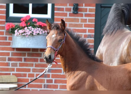 Oldenburg-International (OS), Hingst, Föl (04/2024), Mörkbrun