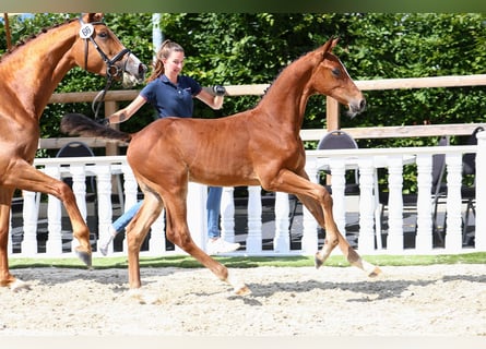 Oldenburg-International (OS), Hingst, Föl (05/2024)