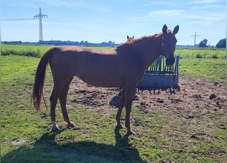 Oldenburger Springpferd, Stute, 10 Jahre, 16,3 hh, Fuchs