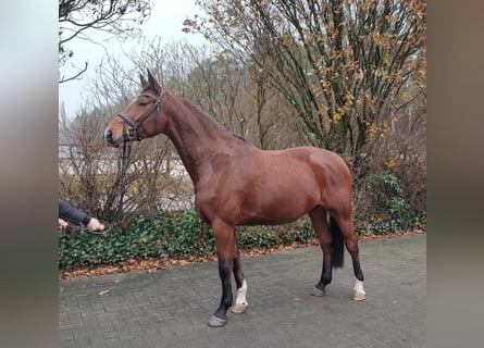 Oldenburg-International (OS), Mare, 11 years, 16,2 hh, Brown