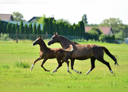 Oldenburg-International (OS), Mare, 13 years, 16 hh, Chestnut