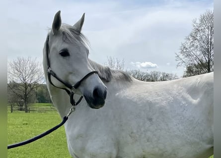 Oldenburg-International (OS), Mare, 13 years, 16 hh, Gray