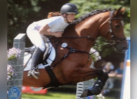 Oldenburg-International (OS), Mare, 15 years, 16,1 hh, Brown