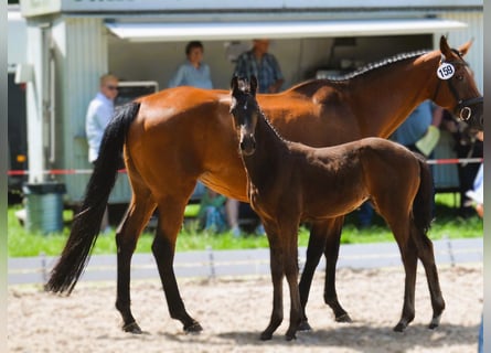 Oldenburg-International (OS), Mare, 1 year, 16,2 hh, Bay-Dark