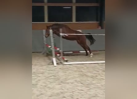 Oldenburg-International (OS), Mare, 1 year, 16,2 hh, Brown