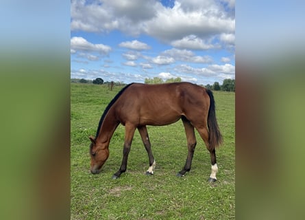 Oldenburg-International (OS), Mare, 1 year, 16,2 hh, Brown