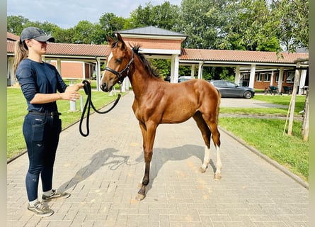 Oldenburg-International (OS), Mare, 1 year, Brown