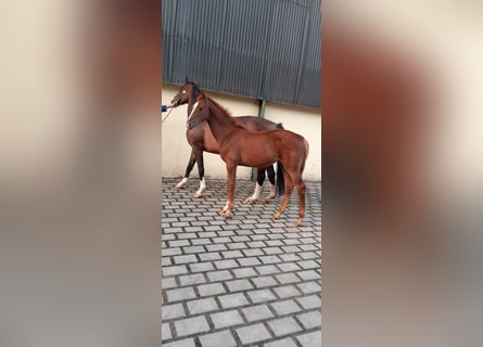 Oldenburg-International (OS), Mare, 1 year, Chestnut-Red