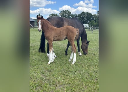 Oldenburg-International (OS), Mare, 1 year, Chestnut-Red